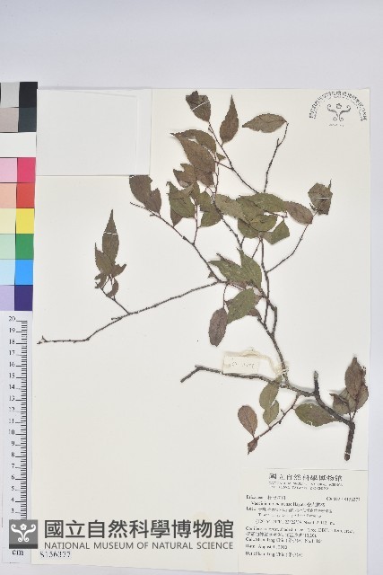 巒大越橘藏品圖，第1張