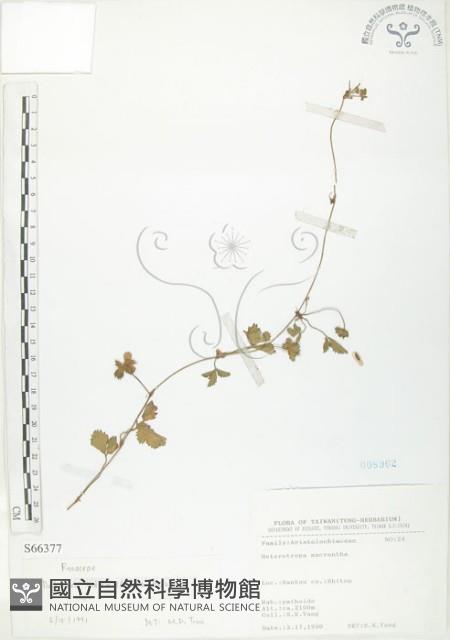 蛇莓、地莓、龍吐珠藏品圖，第1張