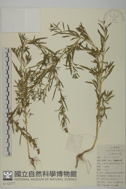 地膚、掃手草藏品圖，第1張