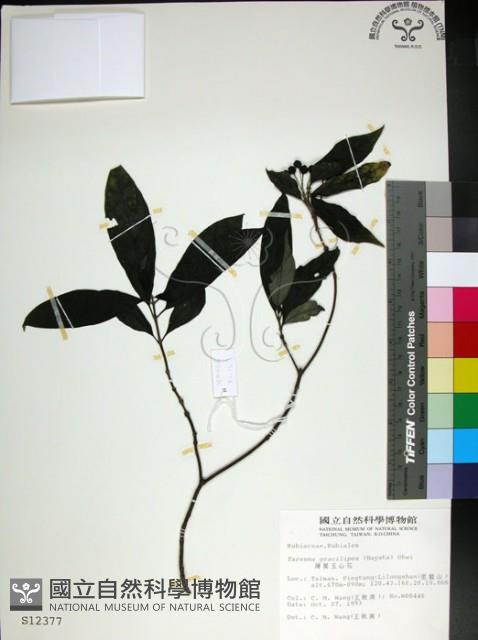 薄葉玉心花藏品圖，第1張