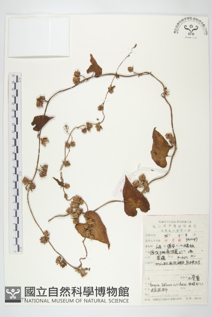 心萼薯藏品圖，第1張
