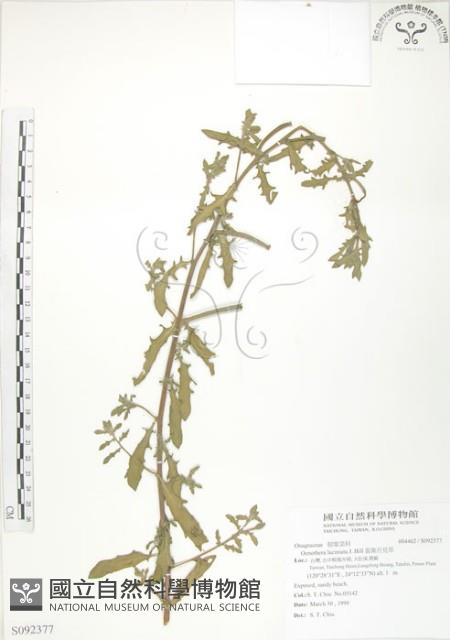 裂葉月見草藏品圖，第1張