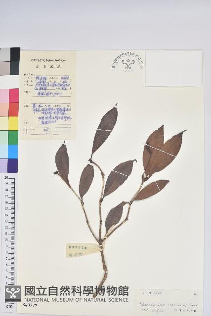 多花杜鵑藏品圖，第1張