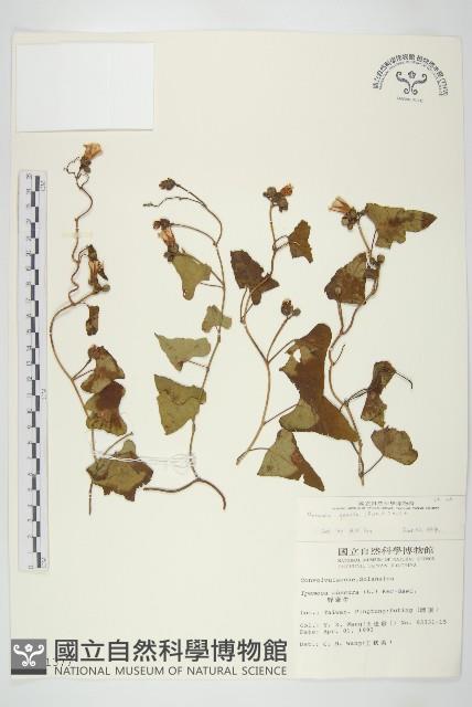 菜欒藤藏品圖，第1張