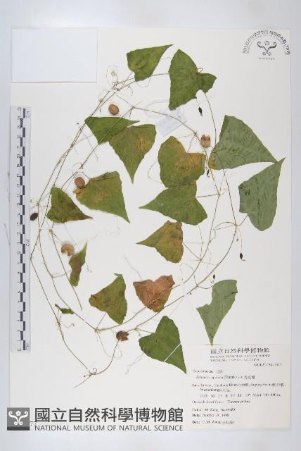 馬交兒藏品圖，第1張