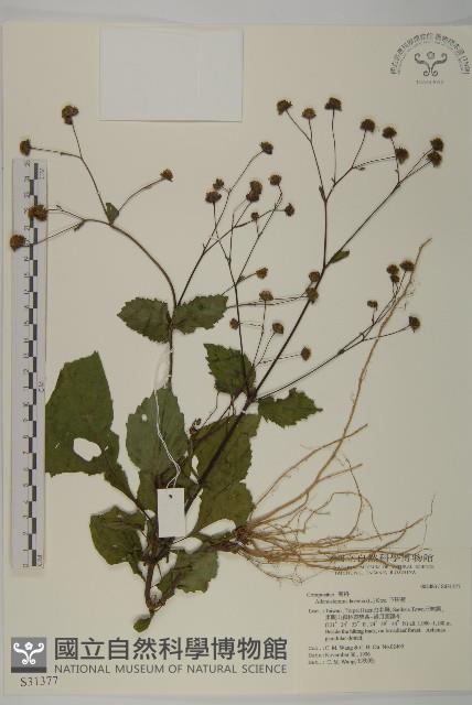 下田菊藏品圖，第1張