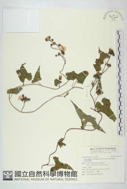 Accession Number:S141377 Collection Image, Figure 1, Total 2 Figures