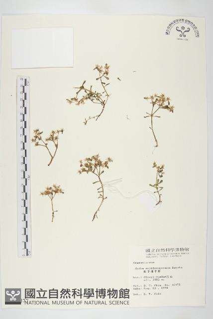 紅子佛甲草藏品圖，第1張