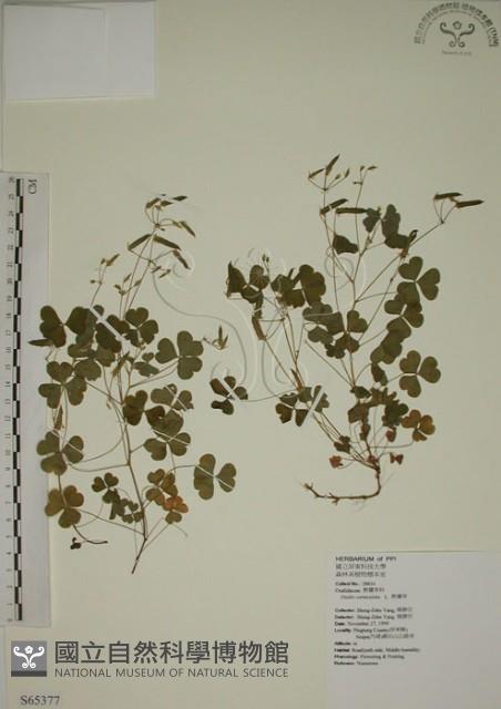 酢漿草藏品圖，第1張