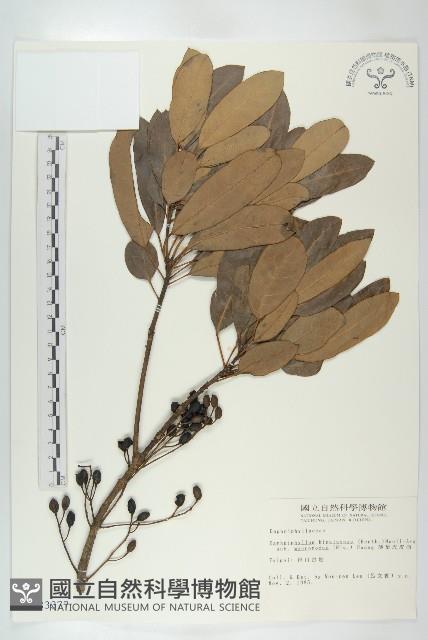 薄葉虎皮楠藏品圖，第1張