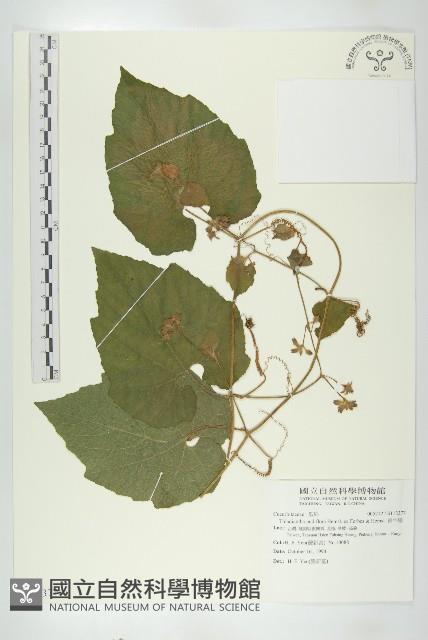 青牛膽藏品圖，第1張