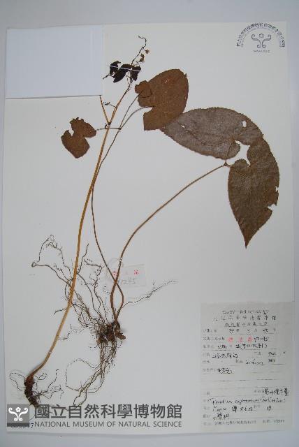 光葉淫羊藿藏品圖，第1張