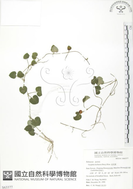 苞花蔓藏品圖，第1張