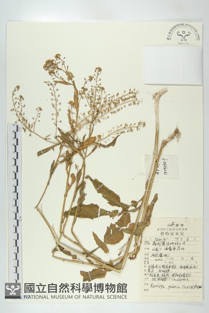 風花菜、球果山芥菜藏品圖，第1張