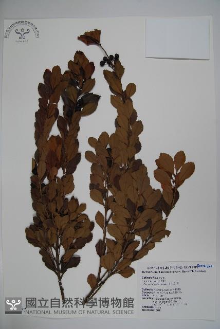 圓葉冬青藏品圖，第1張