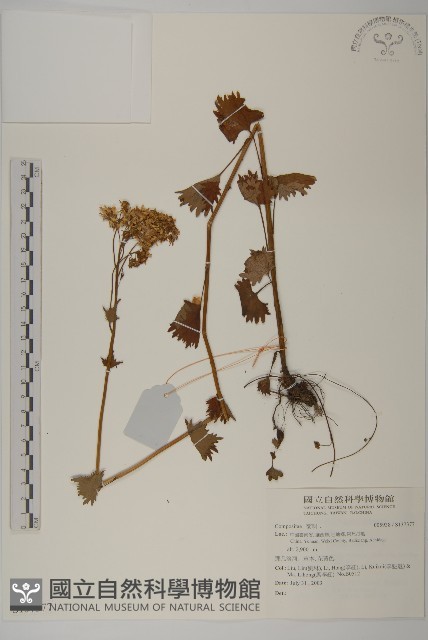 登錄號:S137377藏品圖，第1張