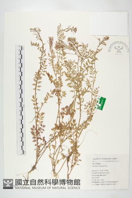 水花菜藏品圖，第1張