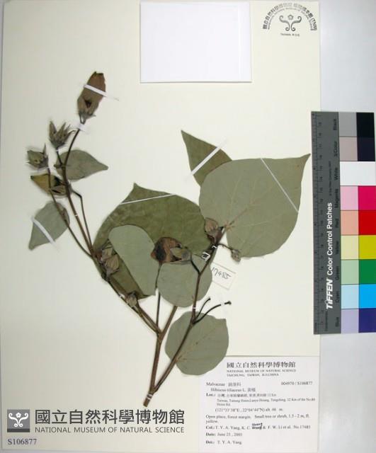 Linden Hibiscus Collection Image