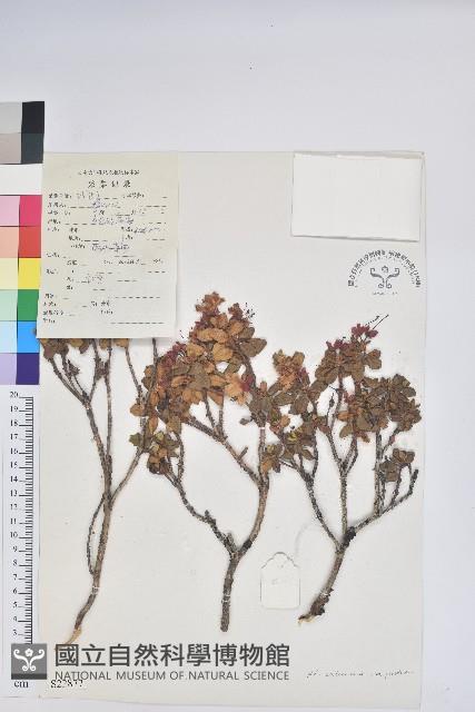 平臥怒江杜鵑藏品圖，第1張