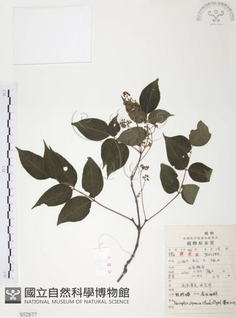 灰色木藍藏品圖，第1張