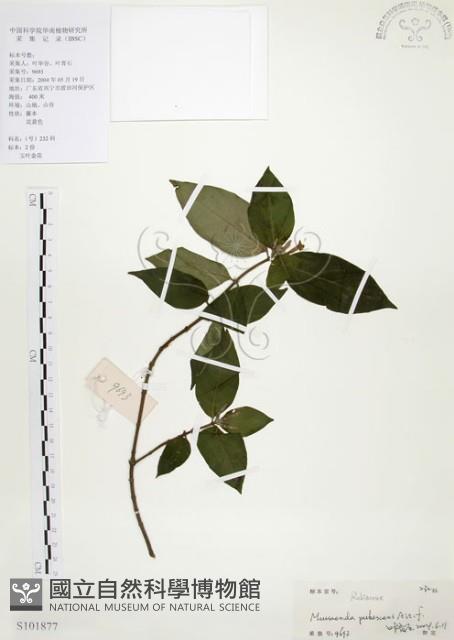 毛玉葉金花藏品圖，第1張