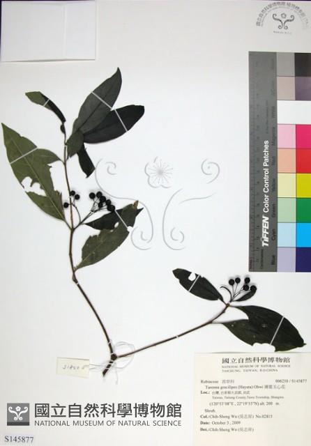 薄葉玉心花藏品圖，第1張