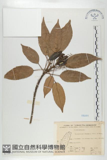 薯豆藏品圖，第1張