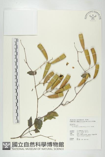 穿山龍藏品圖，第1張