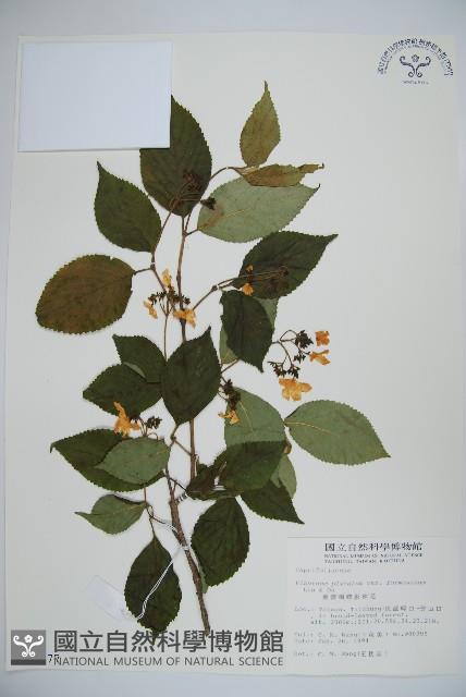 臺灣蝴蝶戲珠花、臺灣蝴蝶花藏品圖，第1張