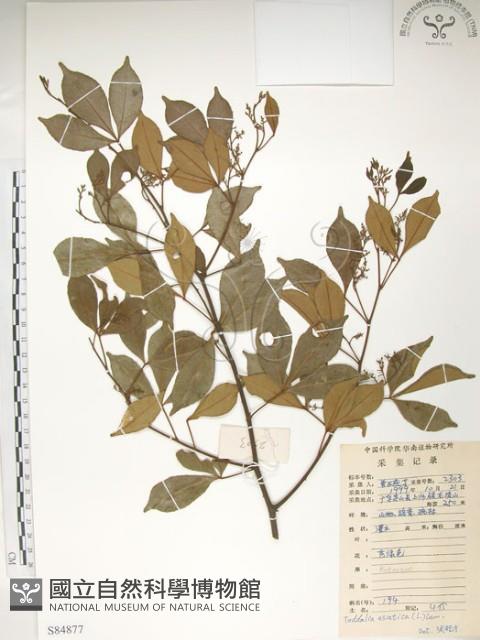 飛龍掌血藏品圖，第1張