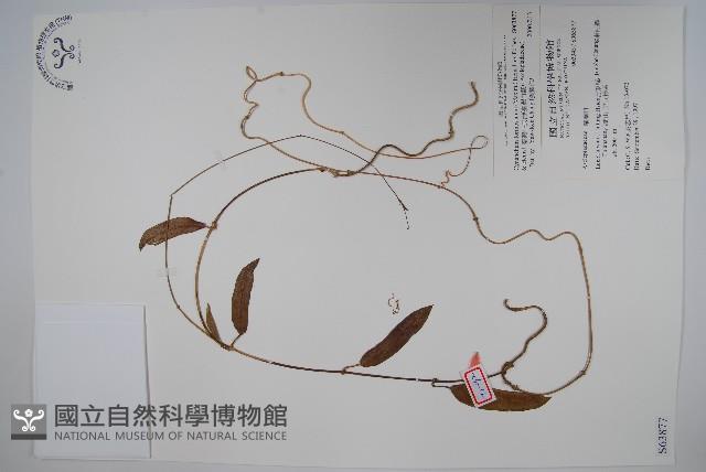 臺灣牛皮消、臺灣白薇藏品圖，第1張