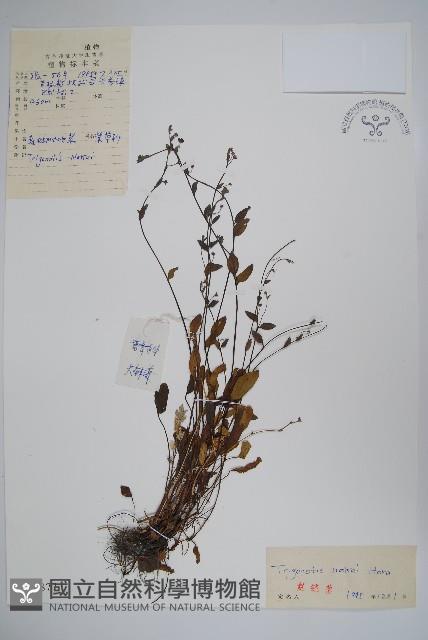 森林附地菜藏品圖，第1張