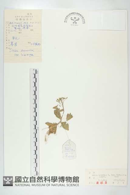 葶藶藏品圖，第1張