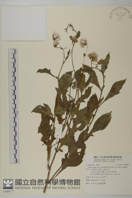 昭和草藏品圖，第1張