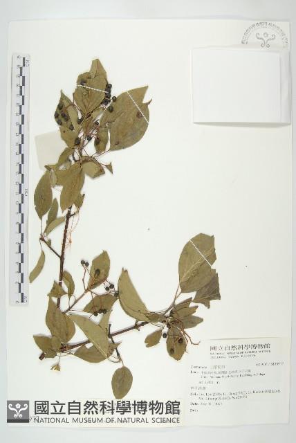 登錄號:S136977藏品圖，第1張