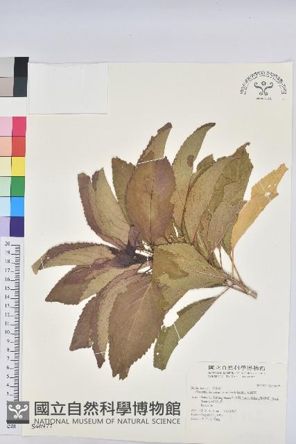 假鐵莧藏品圖，第1張