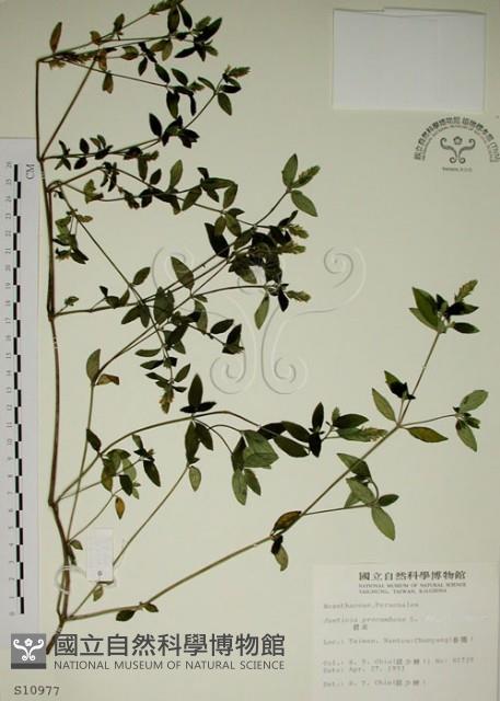 爵床藏品圖，第1張