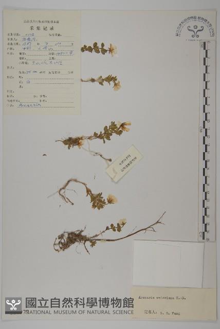 多柱無心菜藏品圖，第1張