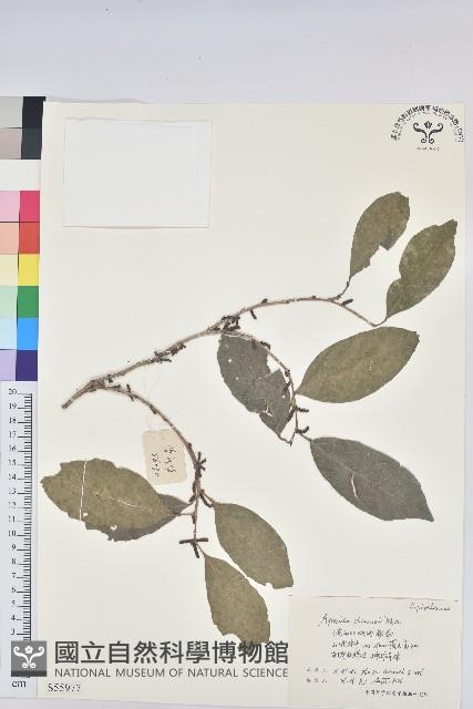 銀柴藏品圖，第1張