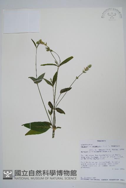 赤道櫻草藏品圖，第1張