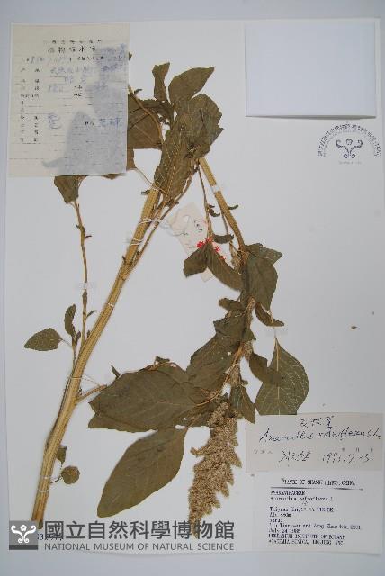 反枝莧藏品圖，第1張