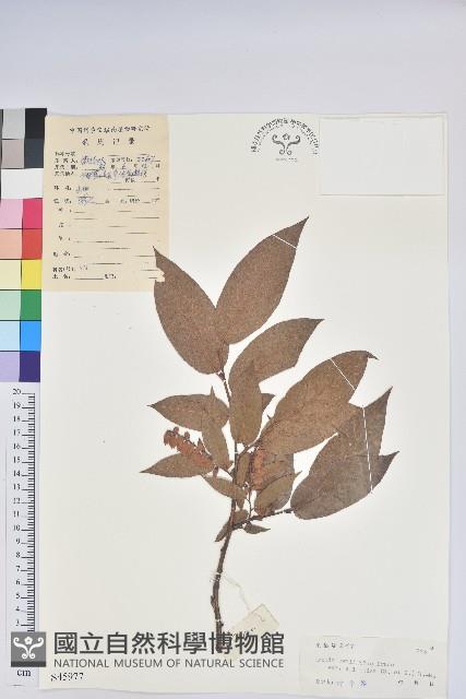 小果南燭藏品圖，第1張