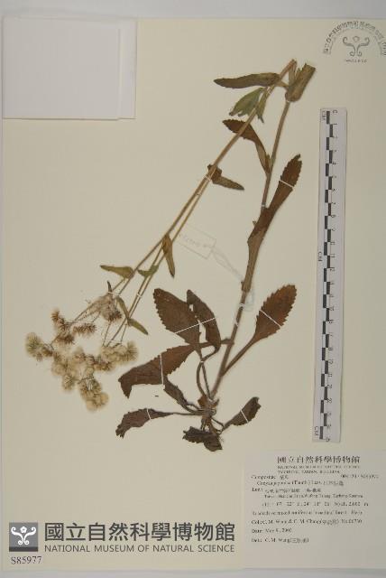 日本假蓬藏品圖，第1張