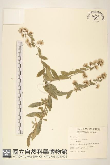 光耀藤藏品圖，第1張