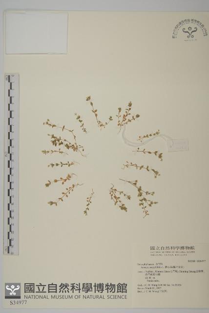 無心菜、鵝不食草藏品圖，第1張