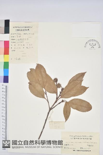 苦櫧栲藏品圖，第1張