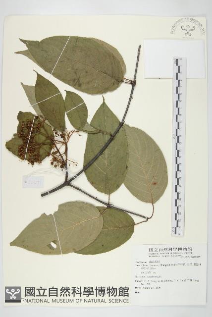 登錄號:S073977藏品圖，第1張