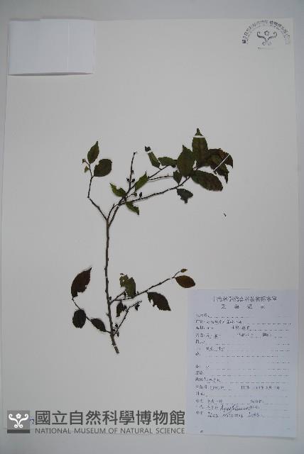 威氏冬青藏品圖，第1張