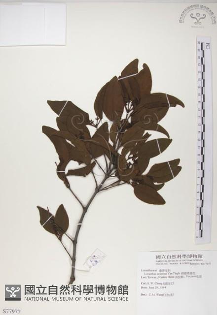 椆樹桑寄生, 大葉榿寄生藏品圖，第1張