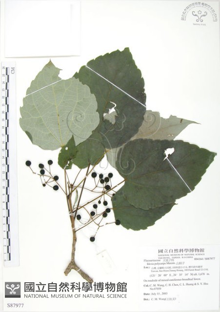 山桐子藏品圖，第1張